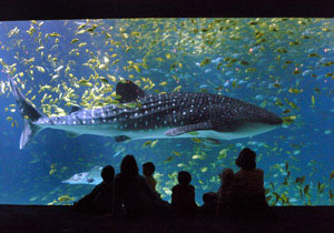 Georgia Aquarium